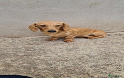 Miniature Dachshund dogs for stud: Miniature Dachshund Stud - Image 1