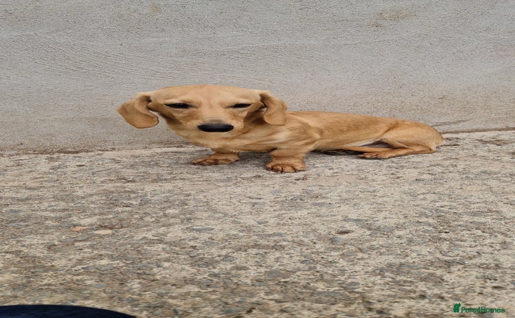 Miniature Dachshund dogs - Advert 5