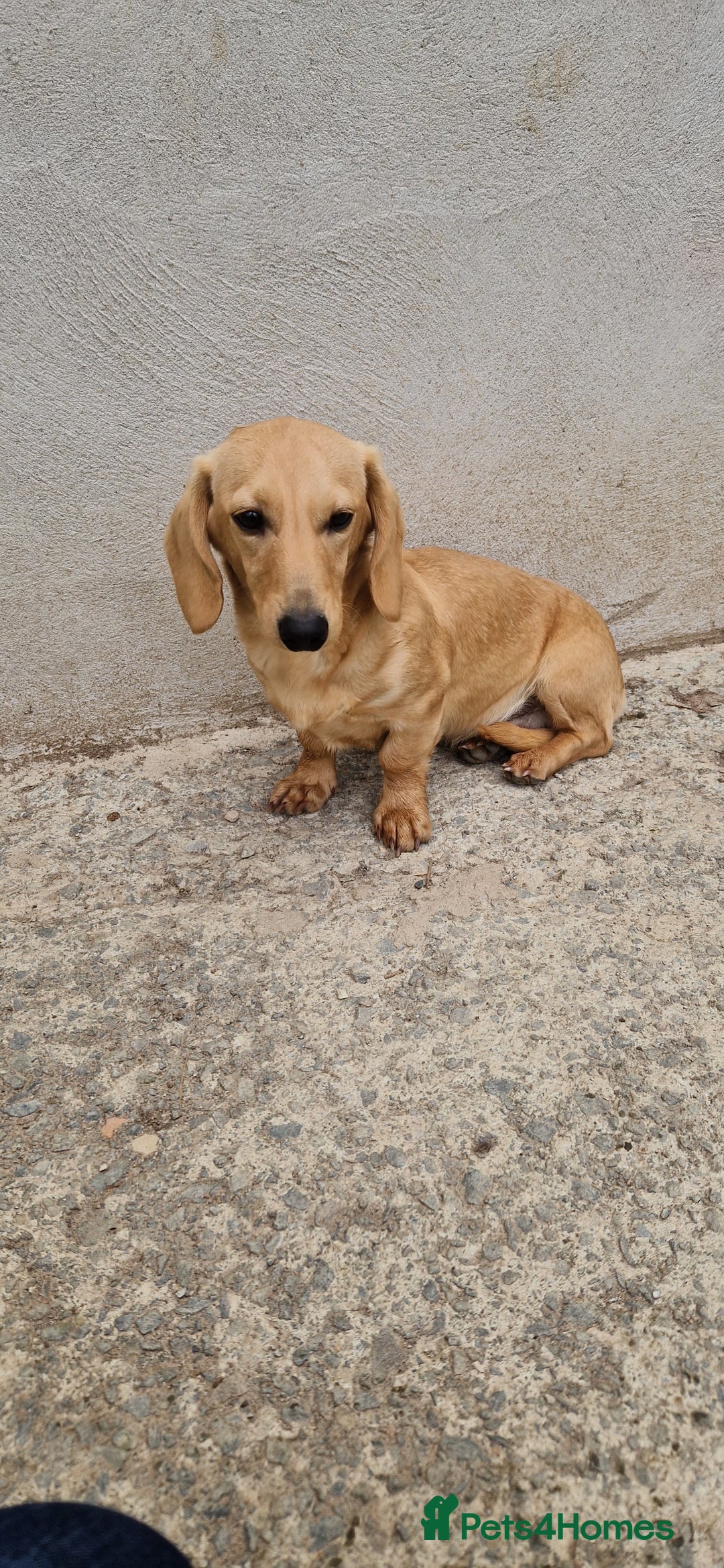 Miniature Dachshund dogs for stud: Miniature Dachshund Stud - Image 1
