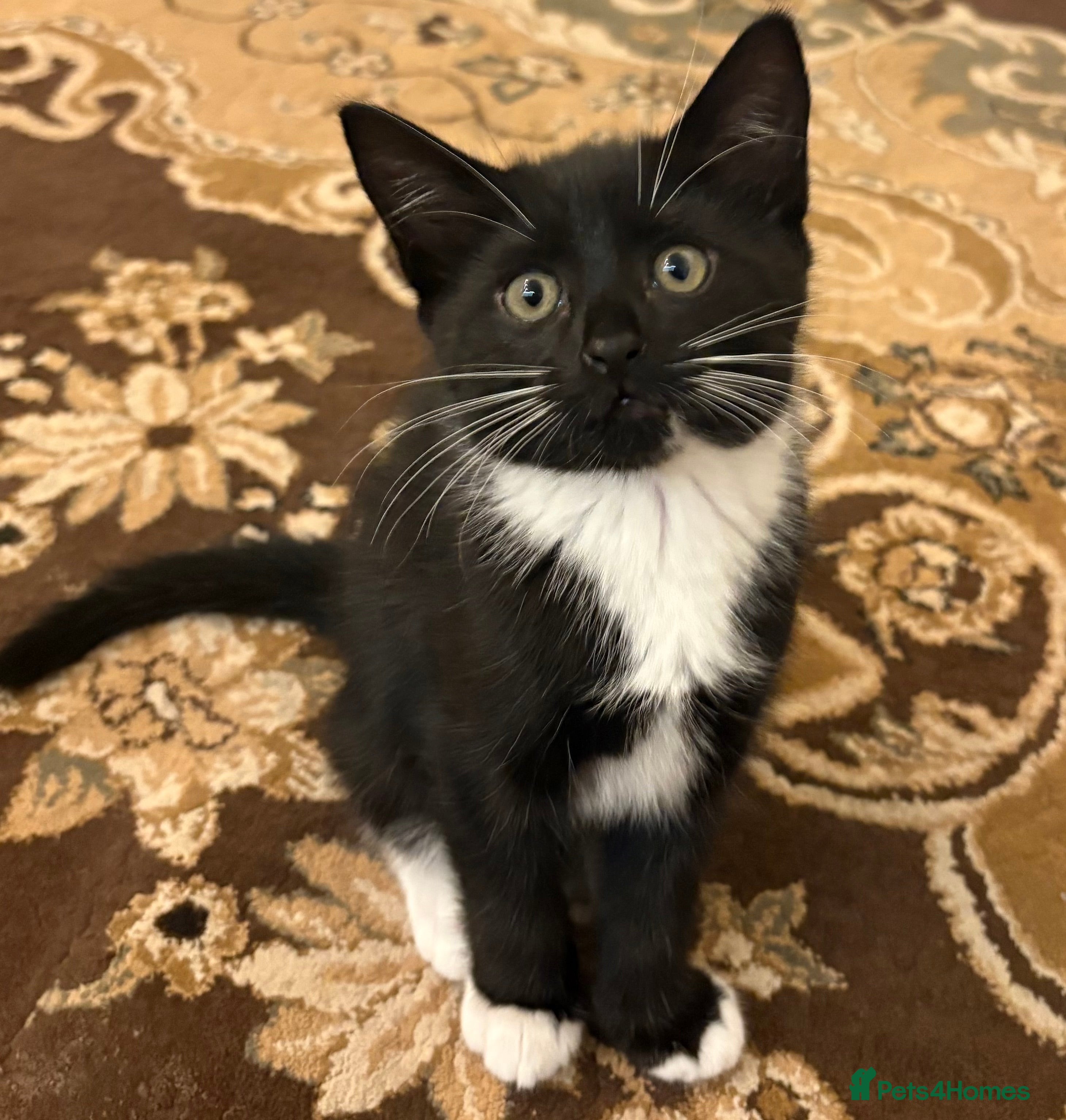 British Shorthair cats Beautiful energetic female tuxedo kitten  - Advert 3