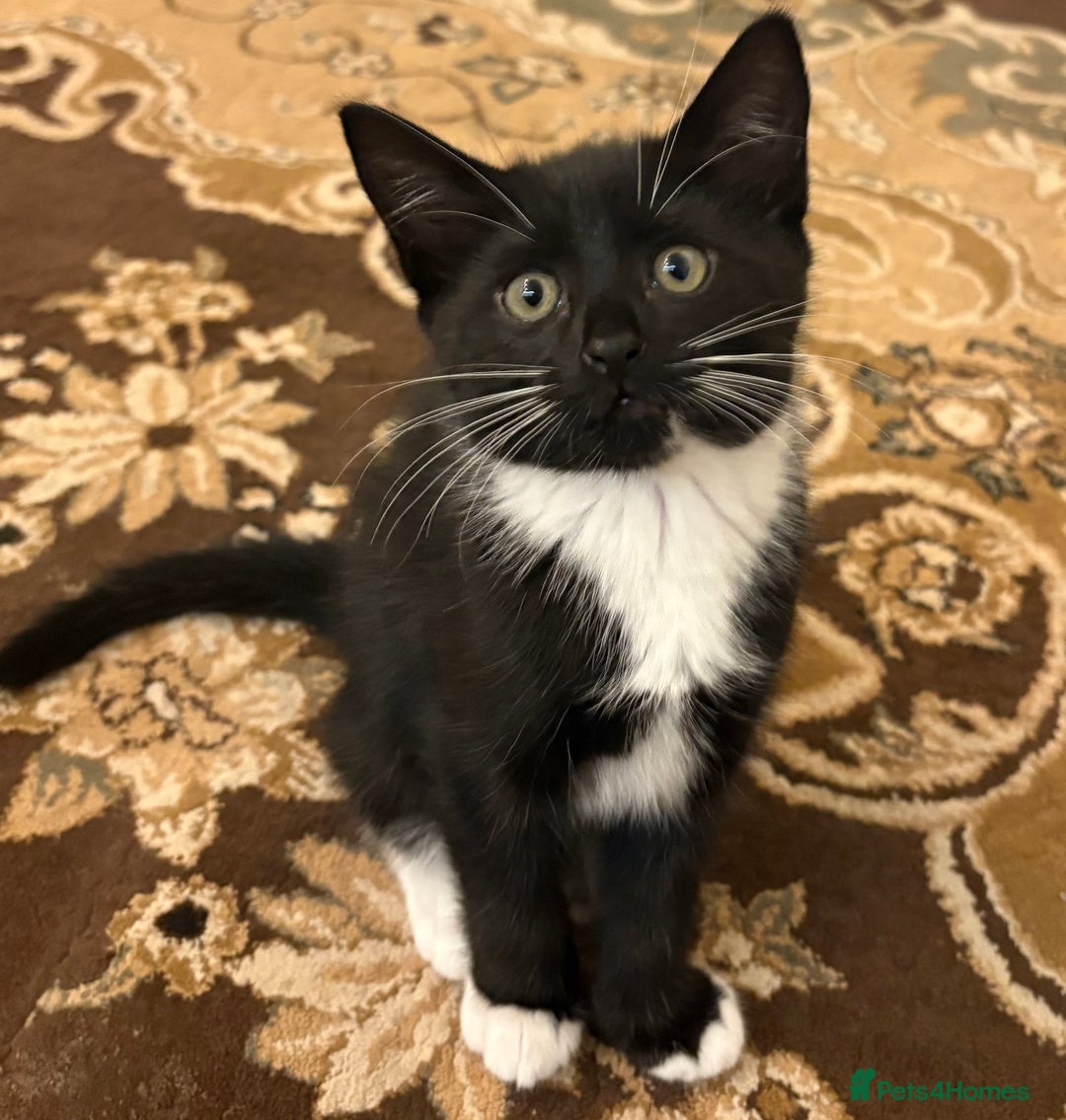 British Shorthair cats for sale: Beautiful energetic female tuxedo kitten  - Advert 1