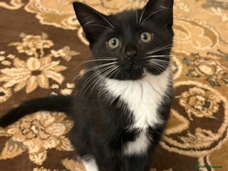 British Shorthair cats Beautiful energetic female tuxedo kitten - Advert 1