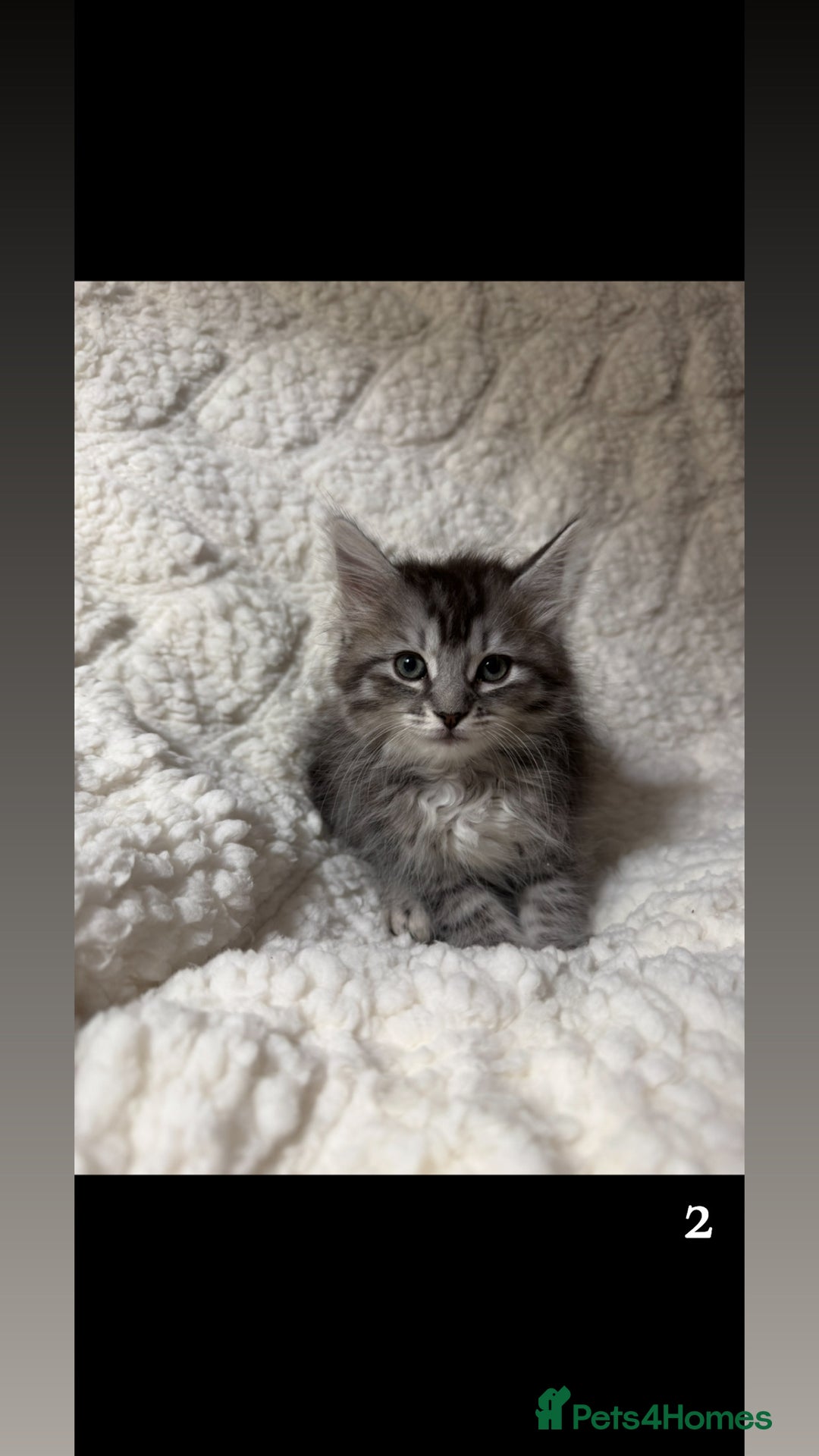 Mixed Breed cats for sale: Ragcoon X blue kittens  - Advert 2