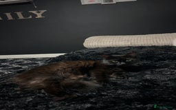 Mixed Breed cats for sale: Beautiful grey and black kitten - Advert 3