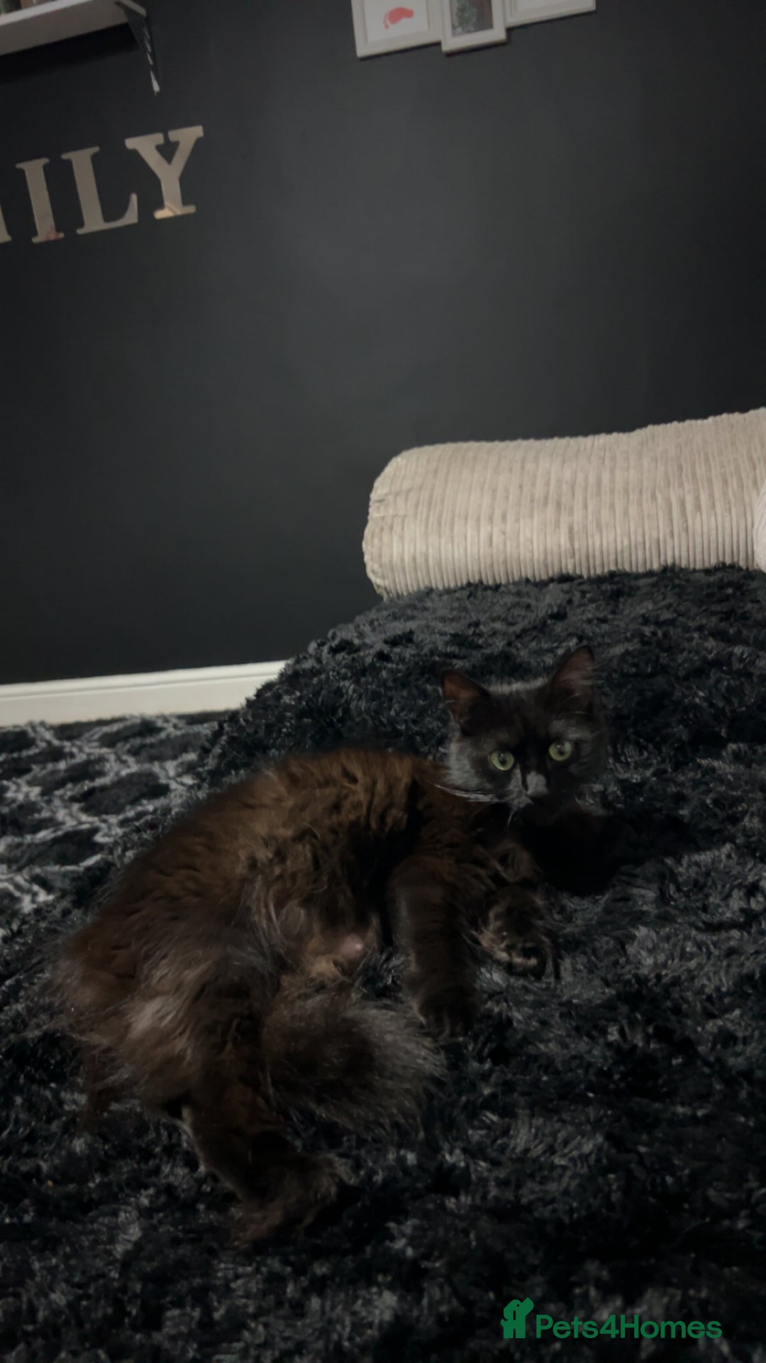 Mixed Breed cats for sale: Beautiful grey and black kitten - Advert 3