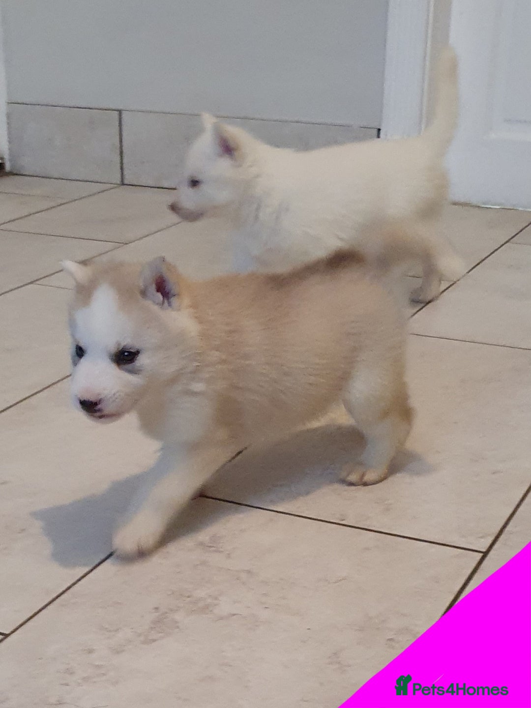 Siberian Husky dogs for sale:  KC REGISTERED PUPS:  5* on pets4homes - Advert 21