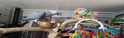 Parrots birds for sale: Beautiful young African Grey - Advert 3
