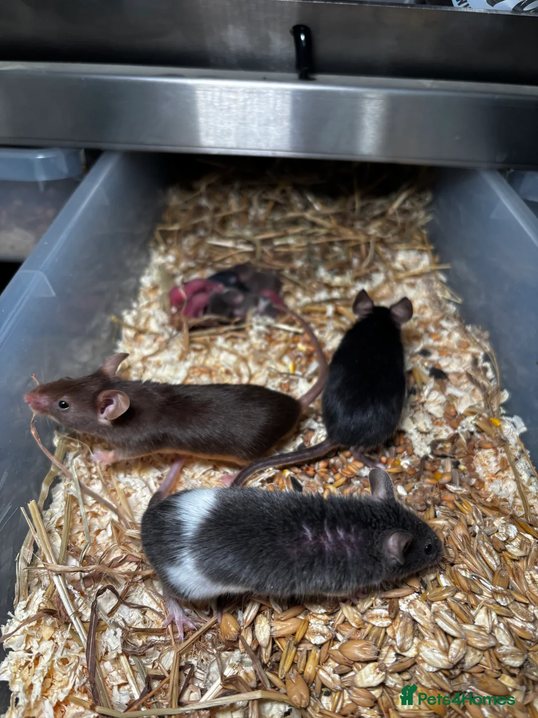 Rat rodents for sale: Rats and mice mixed colours and sexes for sale - Advert 12