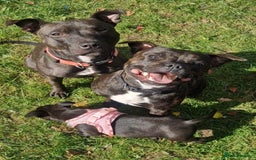 Staffordshire Bull Terrier dogs for sale: Female Staffy Pup 3 months - Image 6