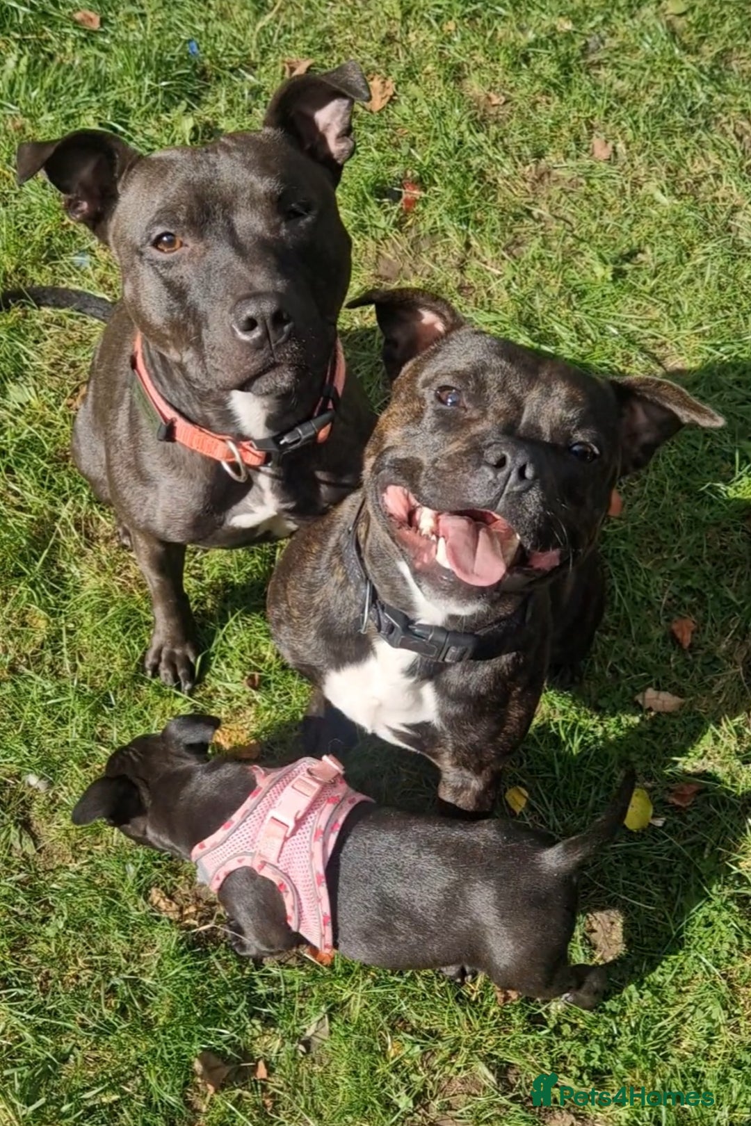 Staffordshire Bull Terrier dogs for sale: Female Staffy Pup 3 months - Image 6