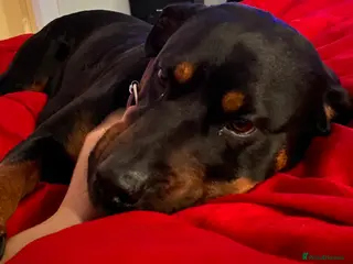 Rottweiler dogs Germany and America Rottweiler mix - Advert 3