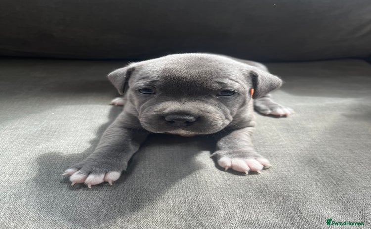 Staffordshire Bull Terrier dogs - Advert 6