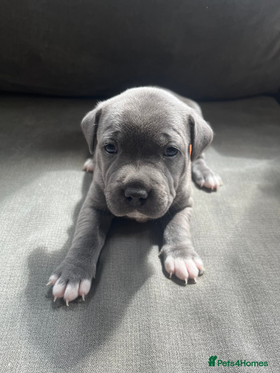 Staffordshire Bull Terrier dogs for sale: Full pedigree blue Staffordshire bull terriers - Image 1