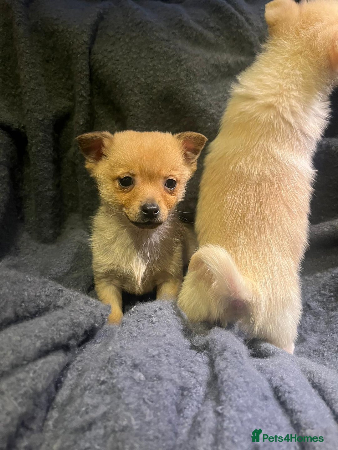 Pomchi dogs for sale: Pomeranian puppy's  - Advert 7