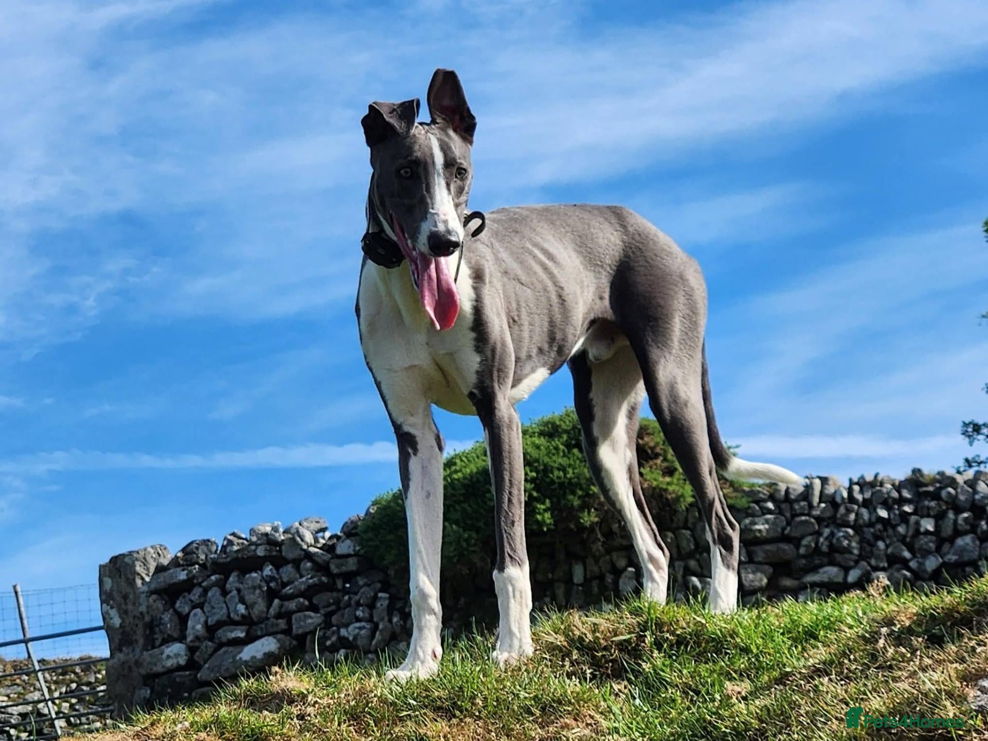 Lurcher dogs Stunning Blue and white Bull Lurcher for Stud - Advert 11