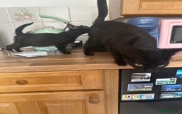 British Shorthair cats for sale: 2 black female kittens  - Image 3