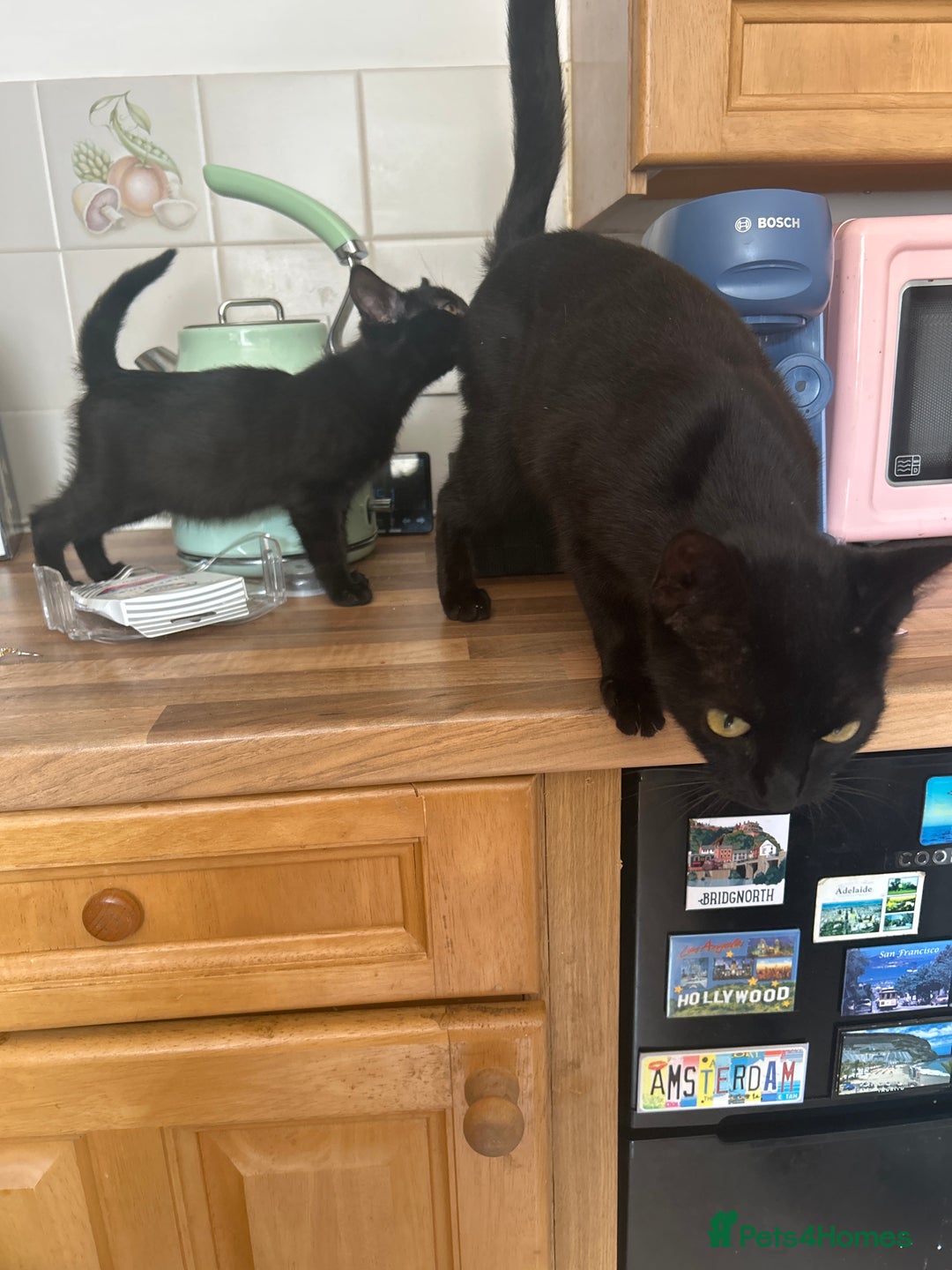 British Shorthair cats for sale: 2 black female kittens  - Image 3