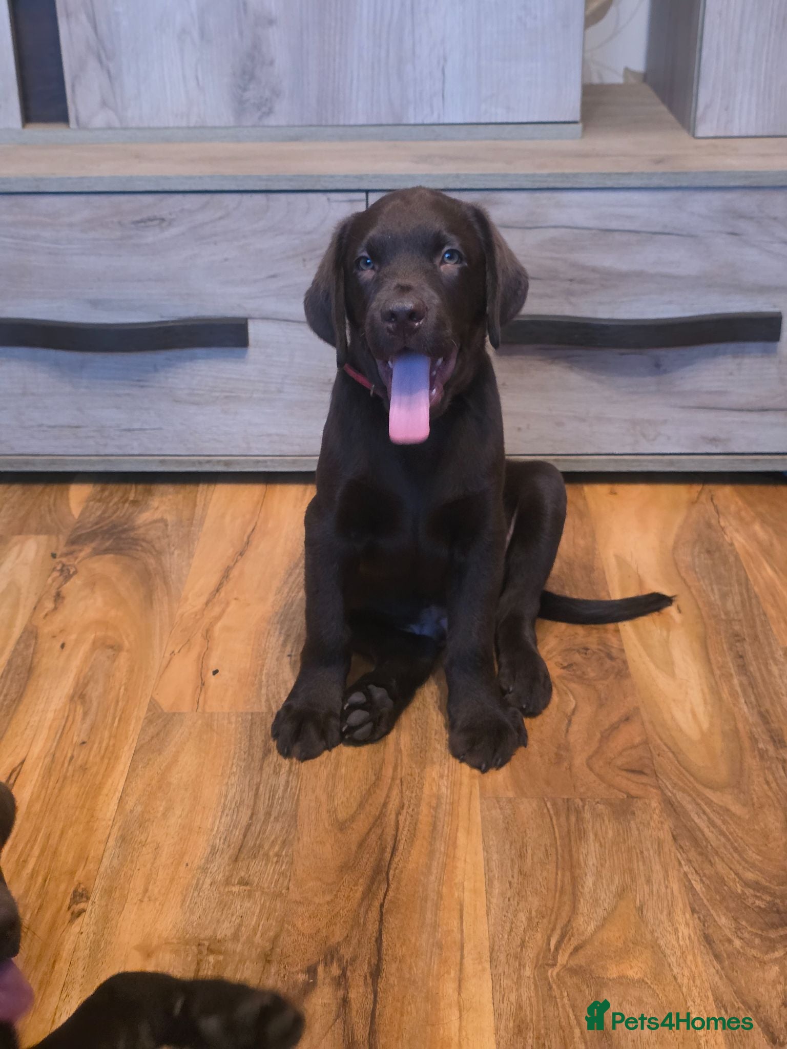Labrador Retriever dogs Ready now - Advert 2