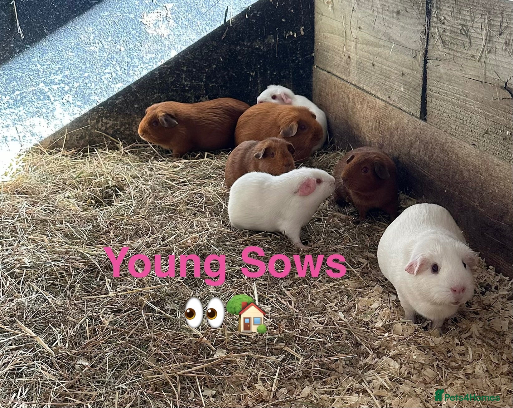 Guinea Pig rodents Lots of pairs of Guinea Pigs Mixed Colours Come 👀 - Advert 1