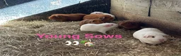 Guinea Pig rodents for sale: Lots of pairs of Guinea Pigs Mixed Colours Come 👀 - Advert 1