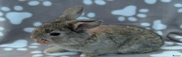 Mini Lop rabbits for sale: Mini Lop Rabbits - Advert 3