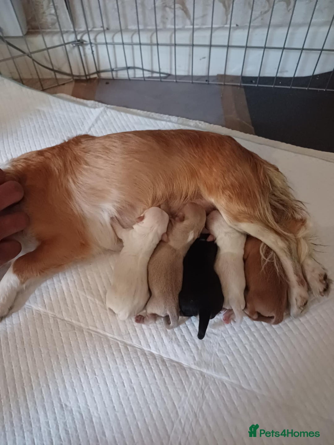 Chihuahua dogs for sale: S706AB - Image 4