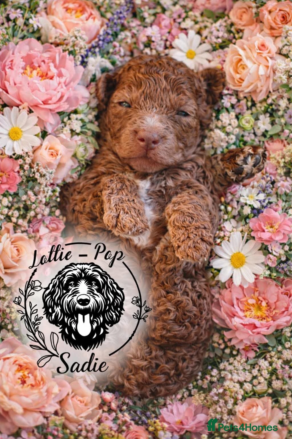 Cockapoo dogs 🤍 Beautiful F3 Multigen Cockapoo Puppies🤍 - Advert 13