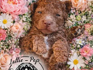Cockapoo dogs 🤍 Beautiful F3 Multigen Cockapoo Puppies🤍 - Advert 13