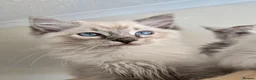 Ragdoll cats for sale: Gorgeous seal tabby male Ragdoll kittens  - Advert 25