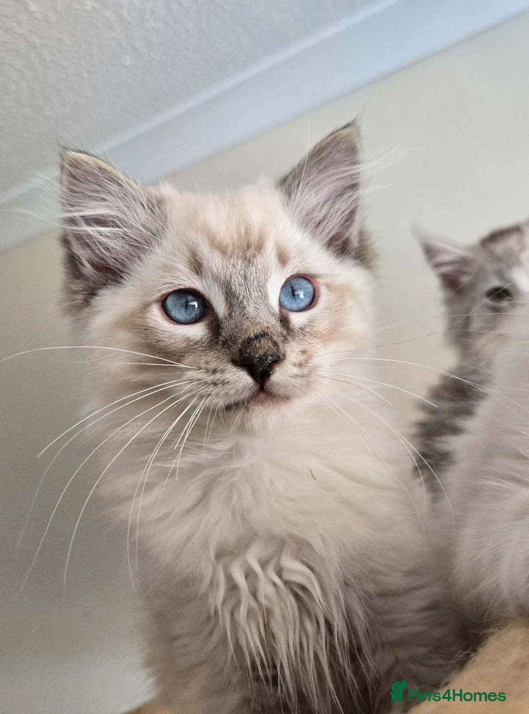 Ragdoll cats for sale: REDUCED Gorgeous seal tabby male Ragdoll kittens  - Advert 24