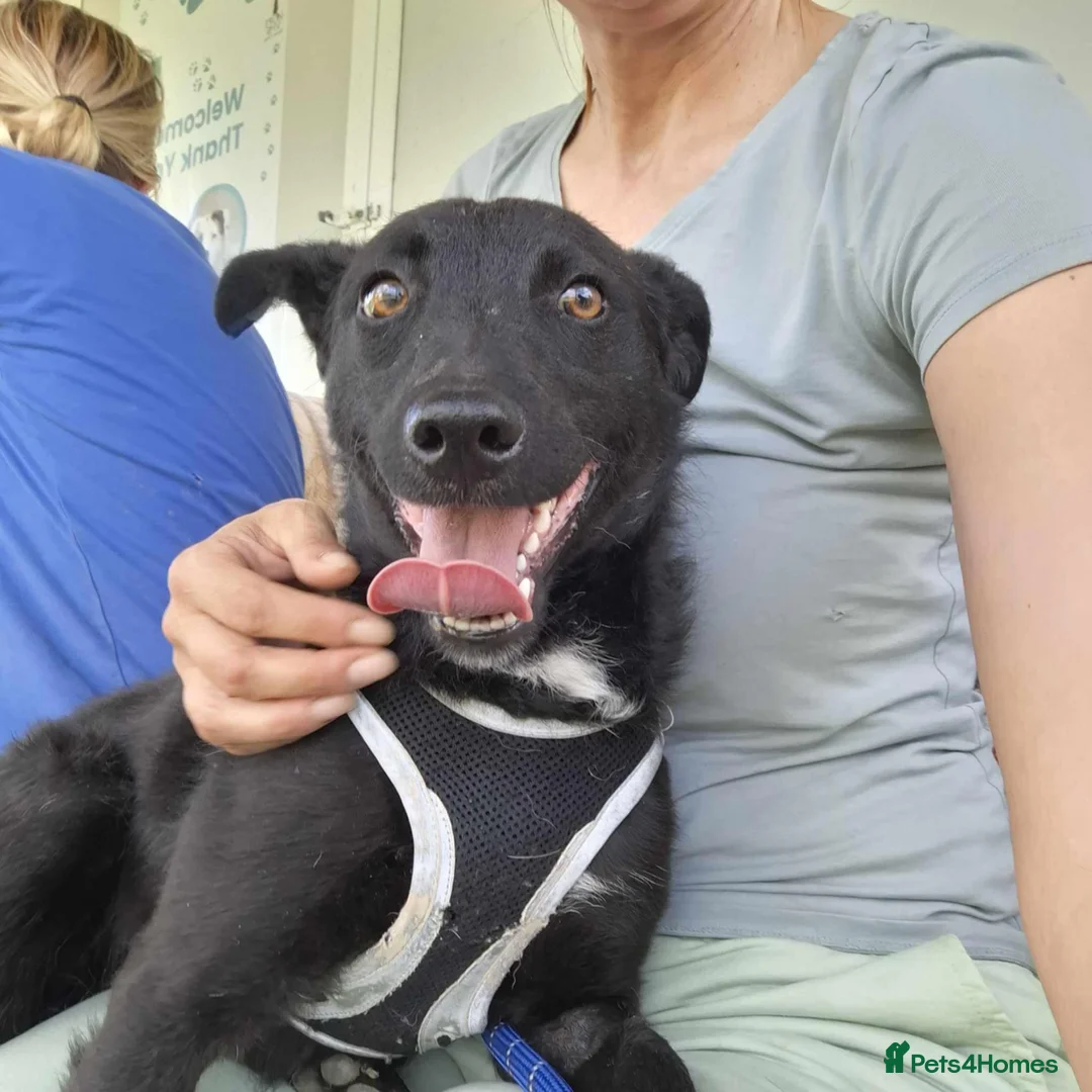 Mixed Breed dogs for adoption: ARI    - Advert 17