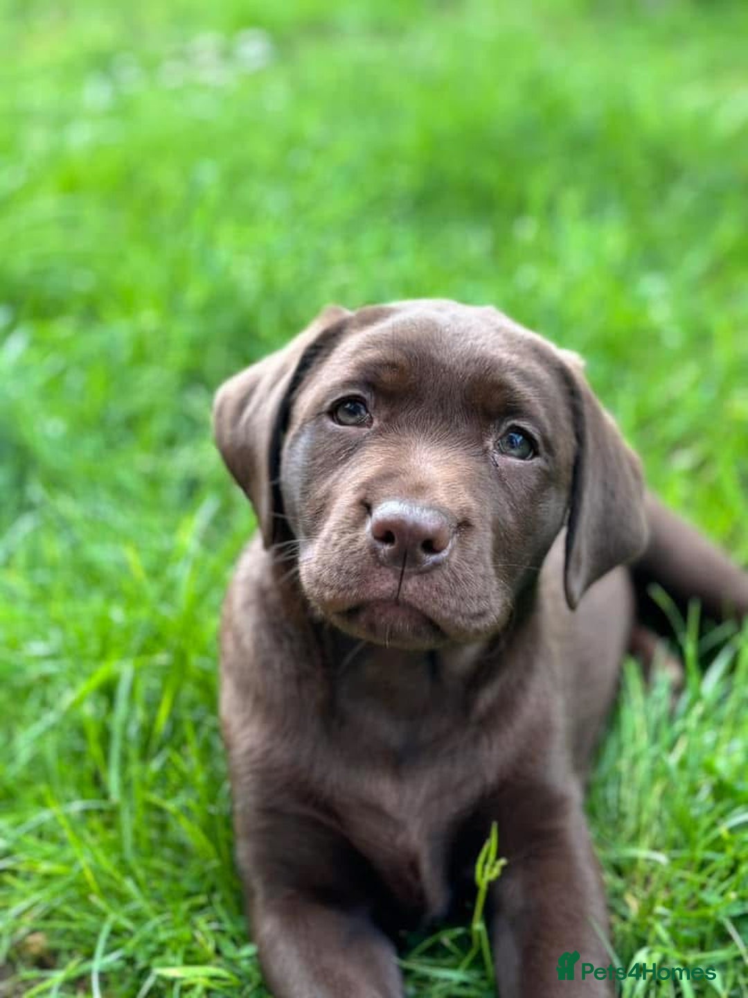 Labrador Retriever dogs for sale: Bingo - Advert 2