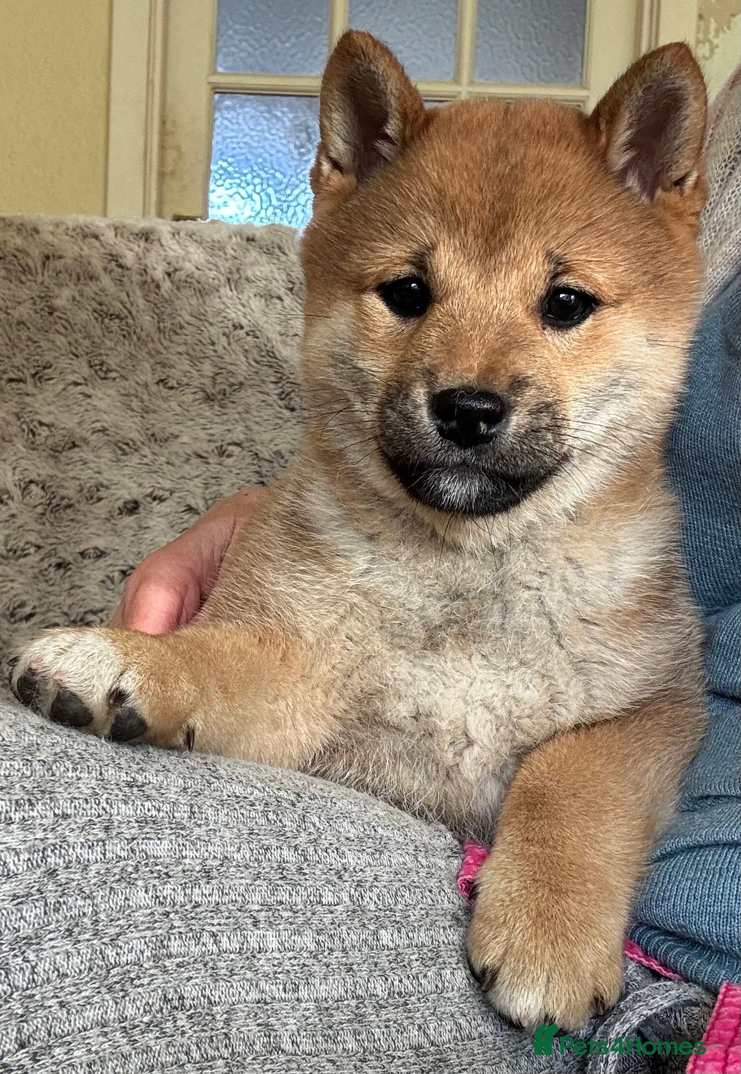 Japanese Shiba Inu dogs for sale: KC reg Japanese Shiba Inu puppies  - Image 18