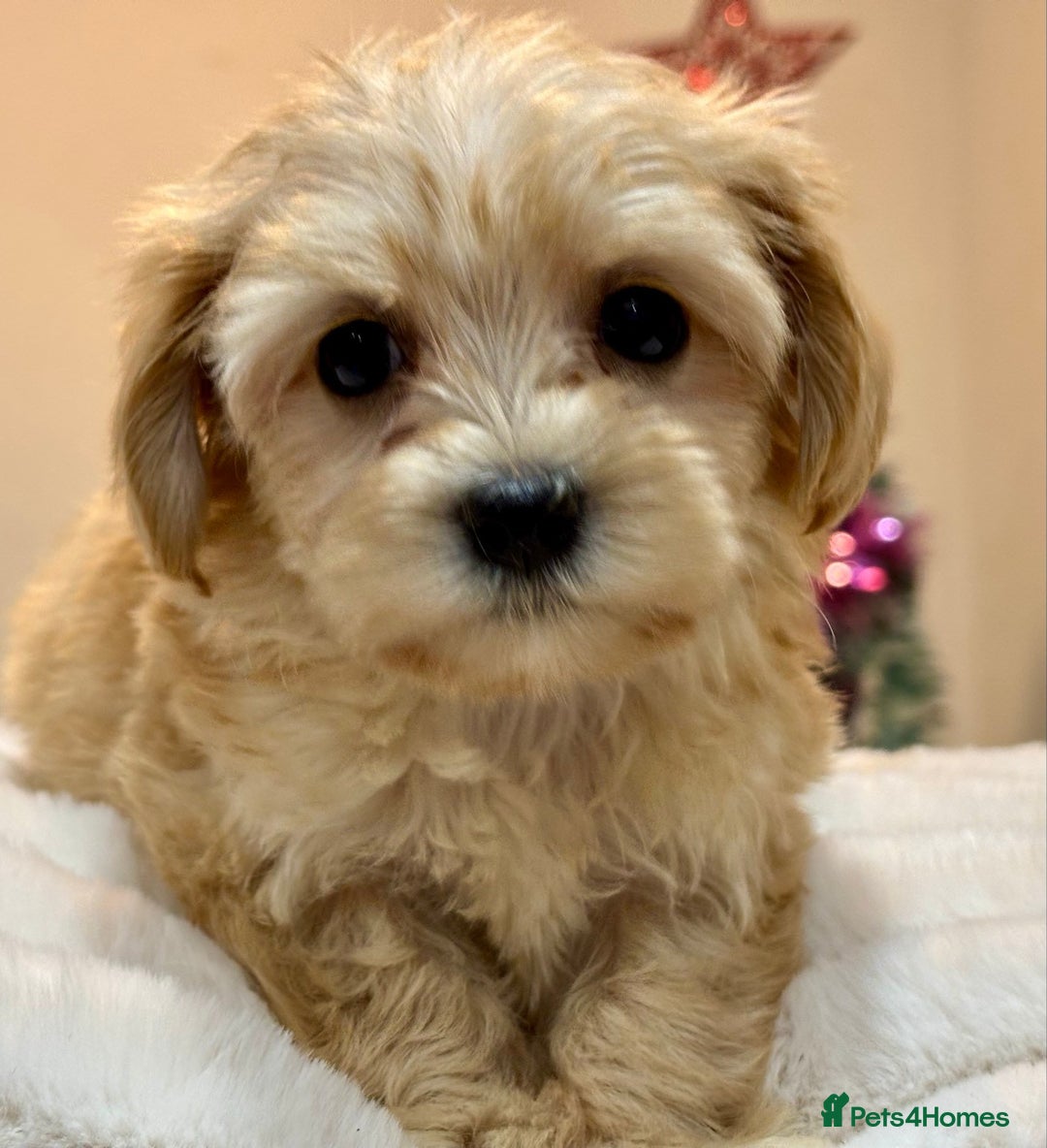 Shih Tzu dogs for sale: Ela–Adorable 9-Week-Old Shih Tzu Girl Seeking H - Advert 1