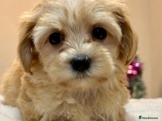 Shih Tzu dogs Ela–Adorable 9-Week-Old Shih Tzu Girl Seeking H - Advert 2