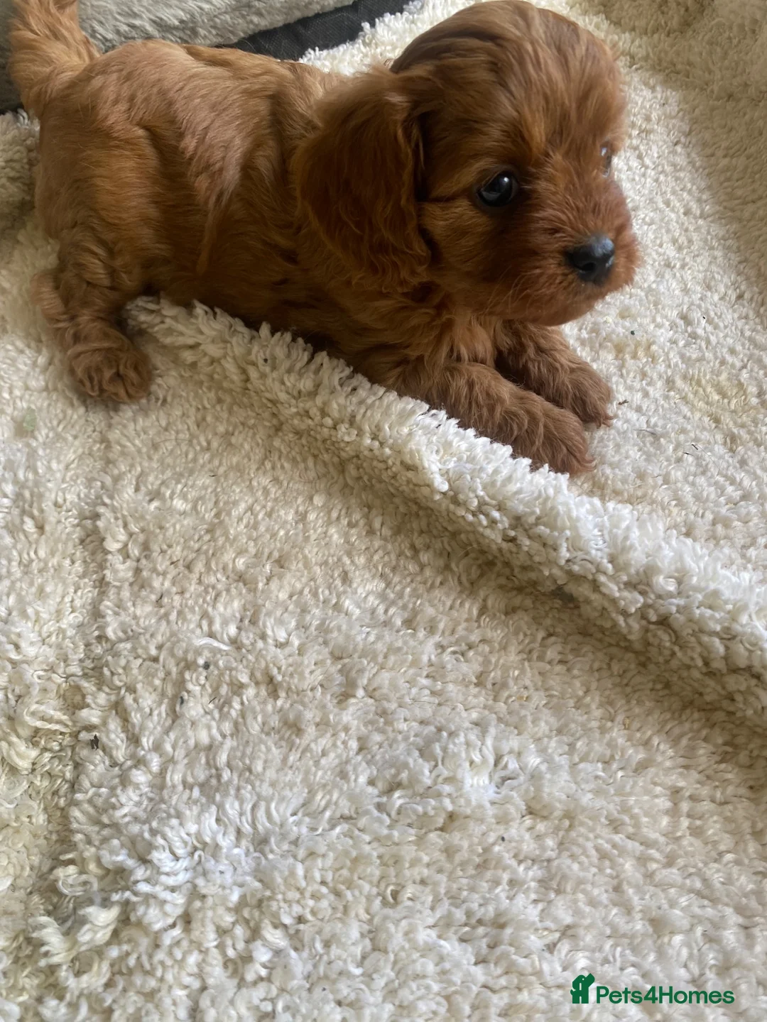 Cavapoo dogs for sale: Red Cavapoo babies - Advert 2