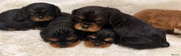 Cavalier King Charles Spaniel dogs for sale: KC King Charles Cavalier Puppies for sale  - Advert 12