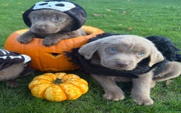 Labrador Retriever dogs for sale: Stunning silver lab puppies  - Image 4