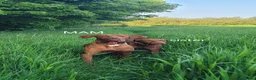 Hungarian Vizsla dogs for sale: Hungarian vizsla KC puppies for sale in Peterlee - Advert 12