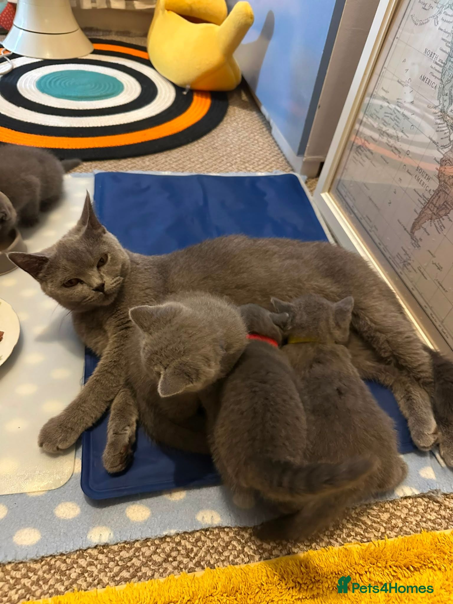 British Shorthair cats British Shorthair Kittens Looking for Loving Homes - Advert 8
