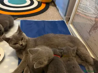 British Shorthair cats British Shorthair Kittens Looking for Loving Homes - Advert 1