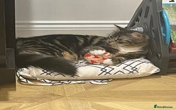 Mixed Breed cats for sale: Beautiful European tabby female cat - Image 5
