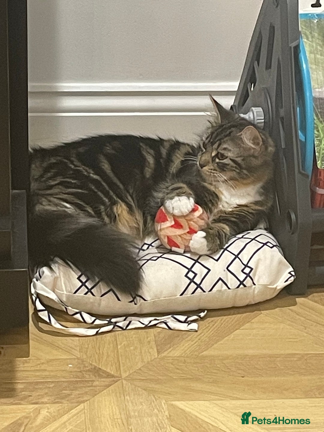 Mixed Breed cats for sale: Beautiful European tabby female cat - Image 5