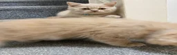 British Shorthair cats for sale:  GCCF British Longhair boy ready now  - Advert 12