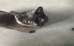 Russian Blue cats for sale: Russian Blue Mother and Daughter - Image 5