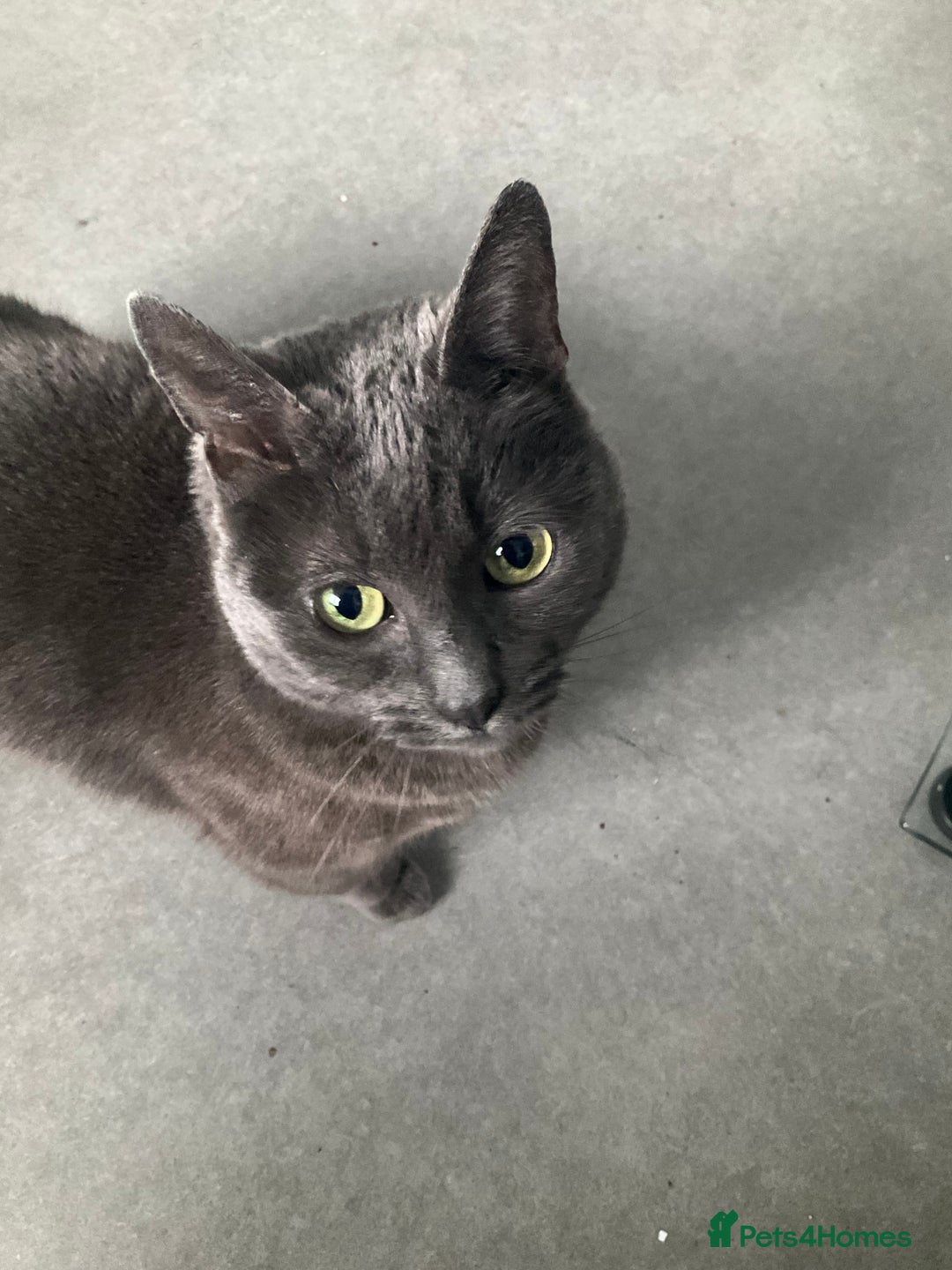 Russian Blue cats for sale: Russian Blue Mother and Daughter - Image 5