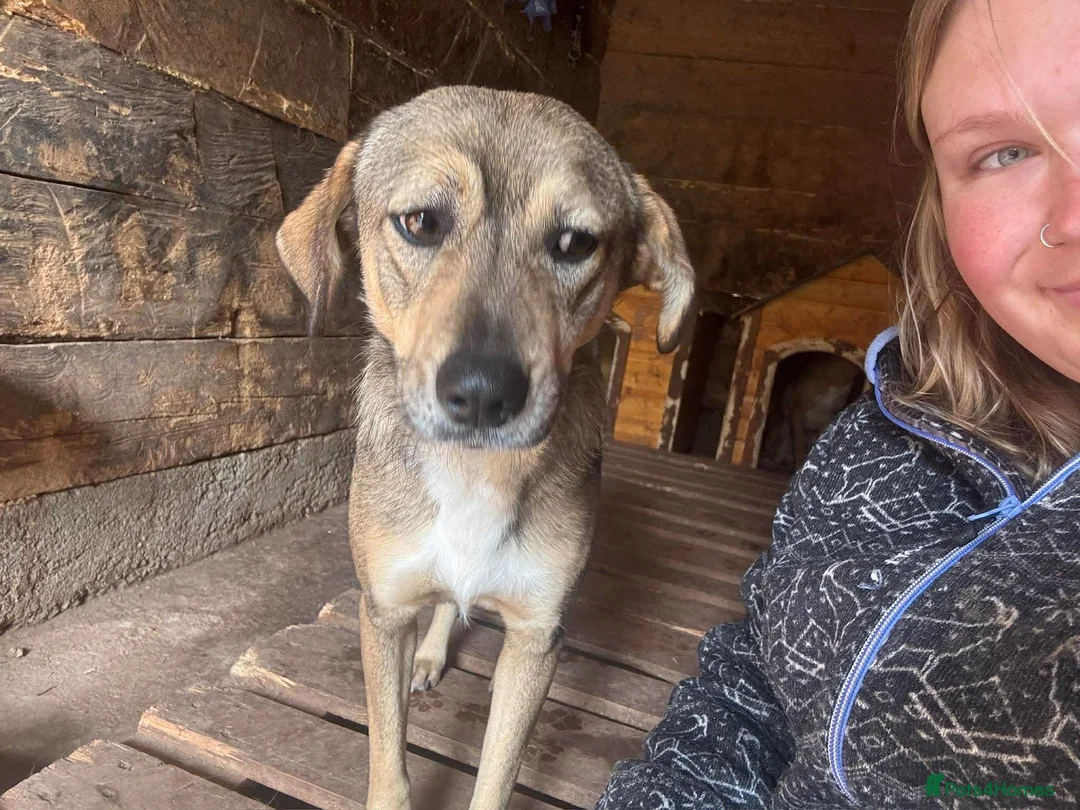 Mixed Breed dogs for adoption: Cher 💕 - Advert 4