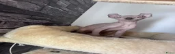 Sphynx cats for sale: 🐈‍⬛🐾 Sphynx elf's / Canadian kittens  - Advert 17
