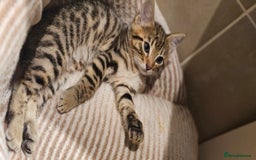 Bengal cats for sale: Beautiful Bengal cross kittens for sale - Image 8
