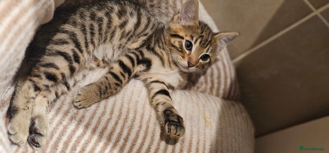 Bengal cats for sale: Beautiful Bengal cross kittens for sale - Image 8